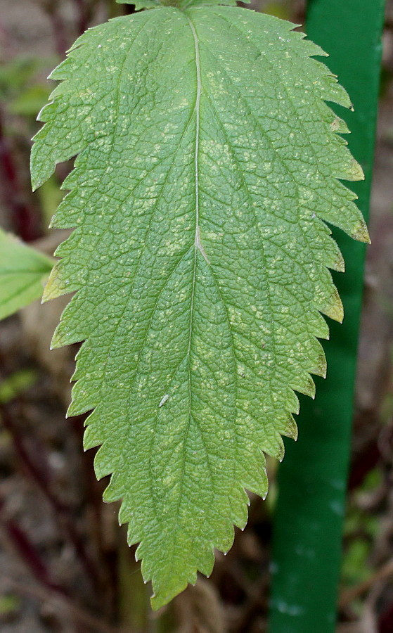 Image of Verbena hastata specimen.