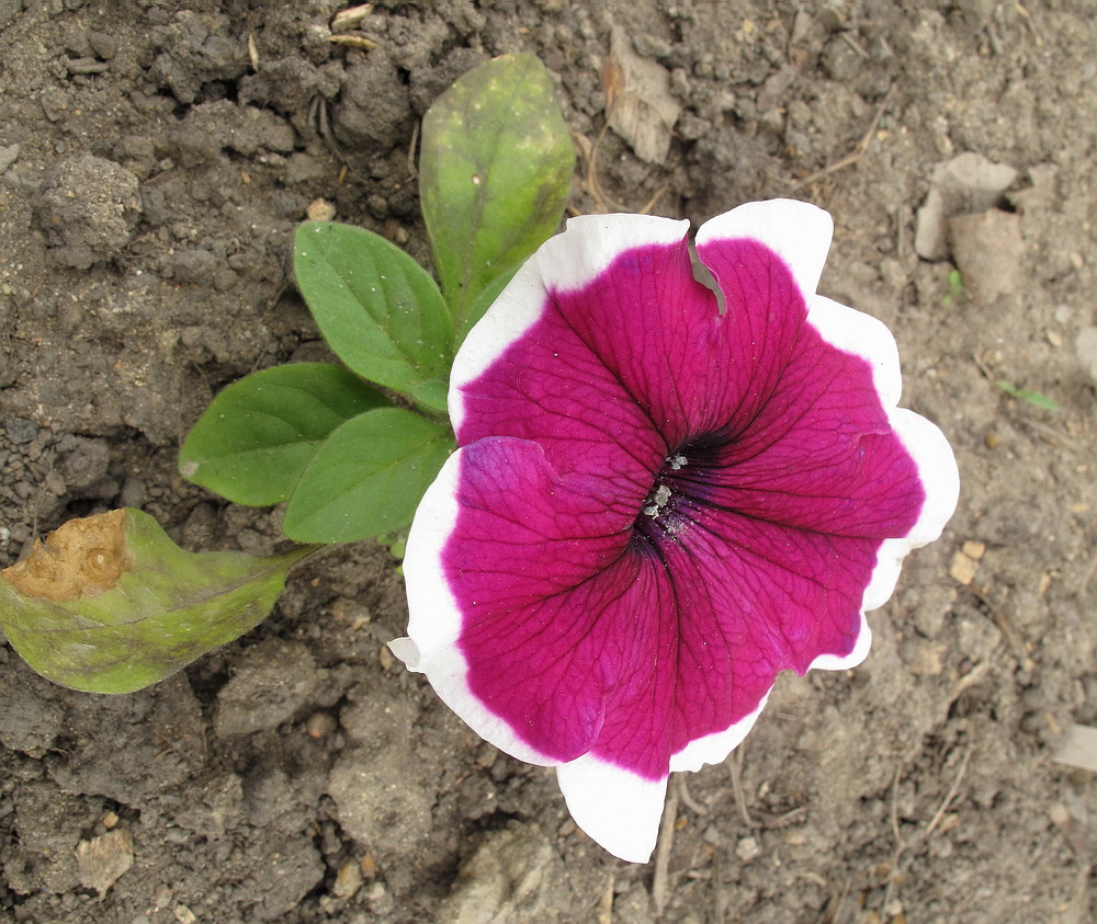 Изображение особи Petunia × atkinsiana.