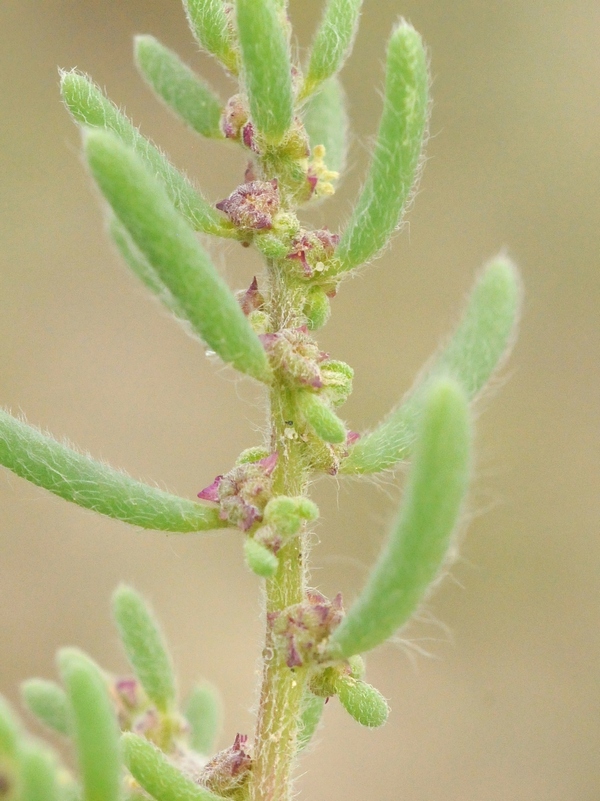 Image of Grubovia dasyphylla specimen.