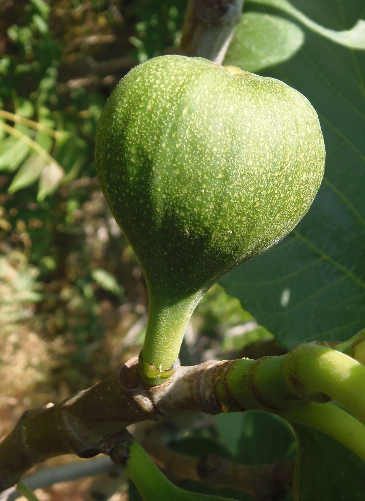 Изображение особи Ficus carica.