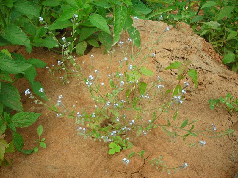 Изображение особи Myosotis arvensis.