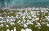 род Eriophorum