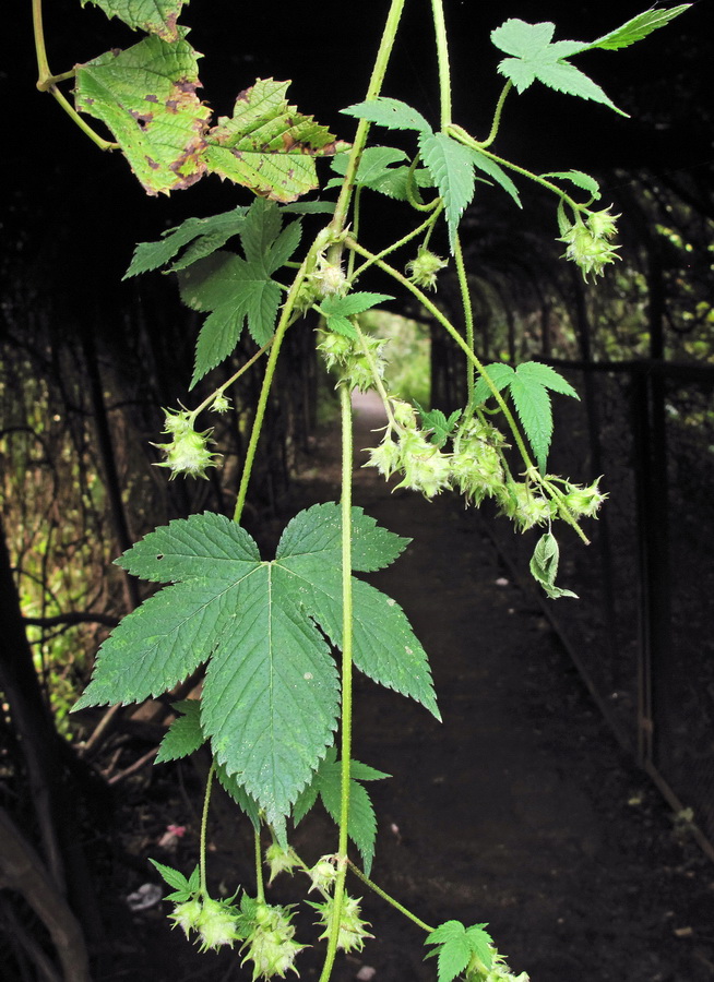 Image of Humulopsis scandens specimen.