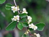 Cotoneaster suavis. Часть ветви с цветками. Нагорный Карабах, Мартакертский р-н, окр. с. Колатак. 10.05.2013.