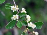 Cotoneaster suavis