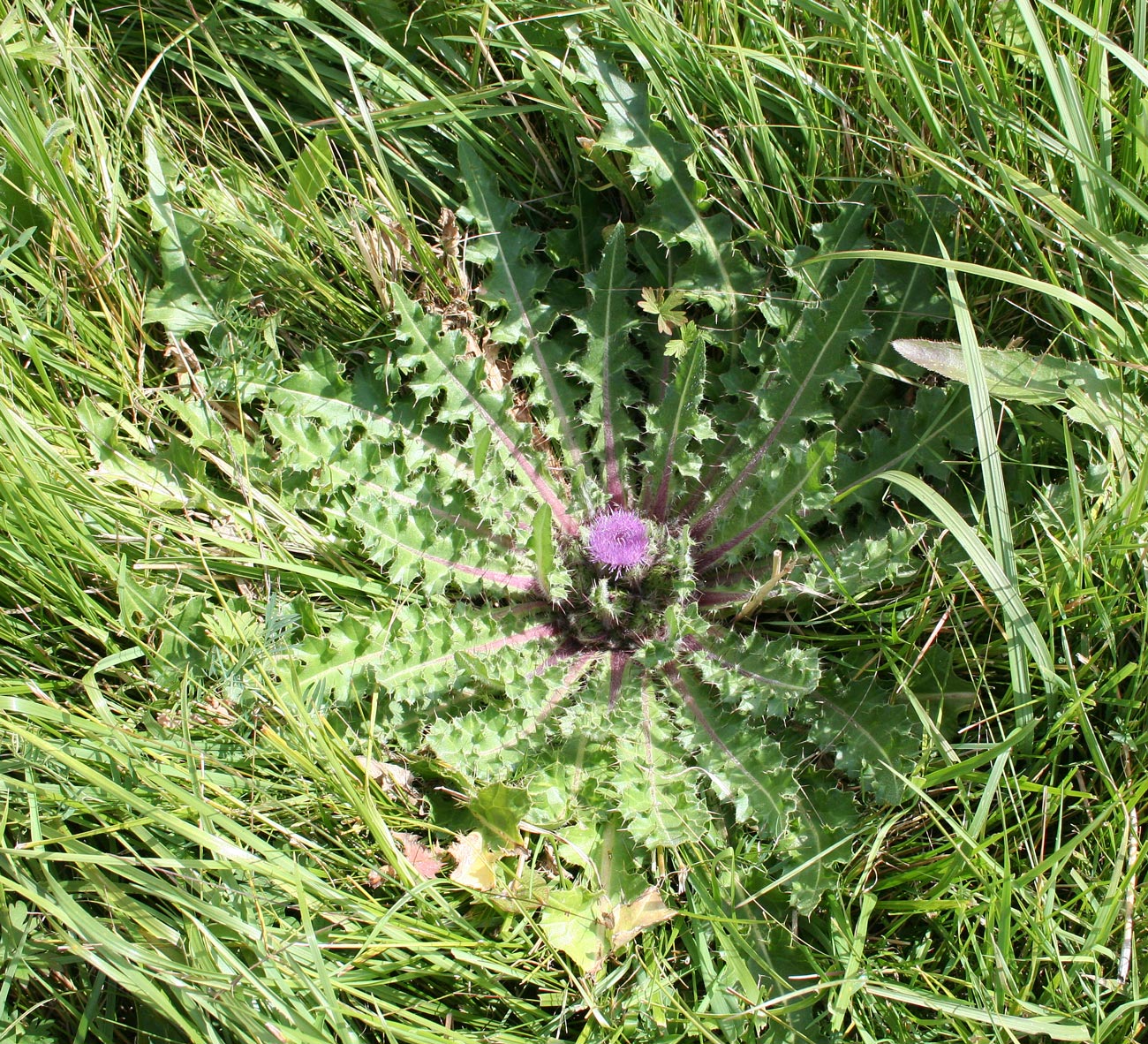 Image of Cirsium esculentum specimen.