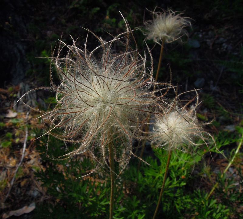 Image of Pulsatilla turczaninovii specimen.