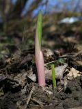 Polygonatum multiflorum. Молодые побеги. Курск, урочище \"Монастырская балка\", участок склона с древесно-кустарниковой растительностью. 29.03.2014.