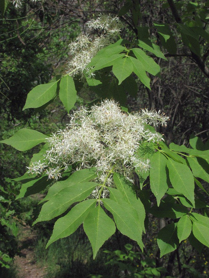 Изображение особи Fraxinus ornus.