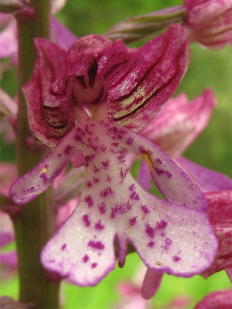 Изображение особи Orchis &times; hybrida.