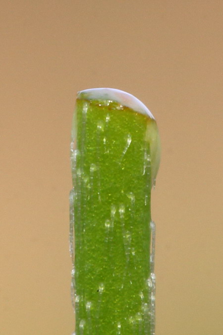 Image of Papaver albiflorum specimen.