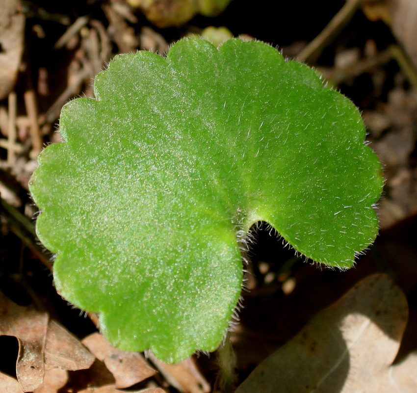 Image of Saxifraga rotundifolia specimen.