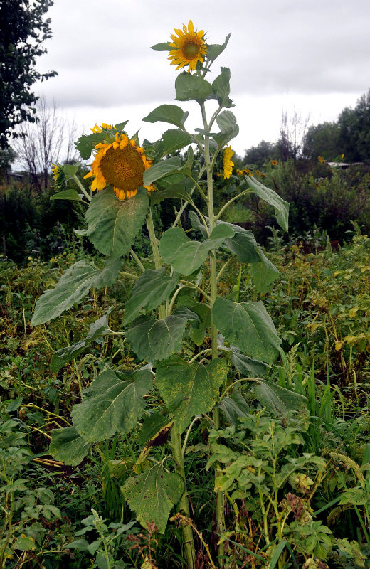 Image of Helianthus annuus specimen.