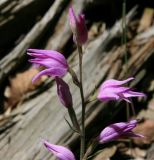 Cephalanthera rubra. Верхушка соцветия. Краснодарский край, Анапский район, заповедник Утриш, хр. Навагир, лиственный лес. 07.06.2014.