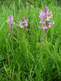 Polygala major. Соцветия. Ставропольский край, г. Кисловодск, парк, лужайка, у обочины тропинки (43°53′31,24″ с.ш., 42°43′53,86″ в.д.). 02.06.2014.