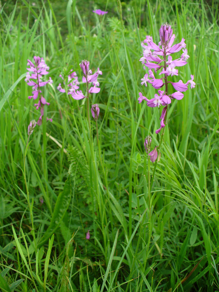 Image of Polygala major specimen.