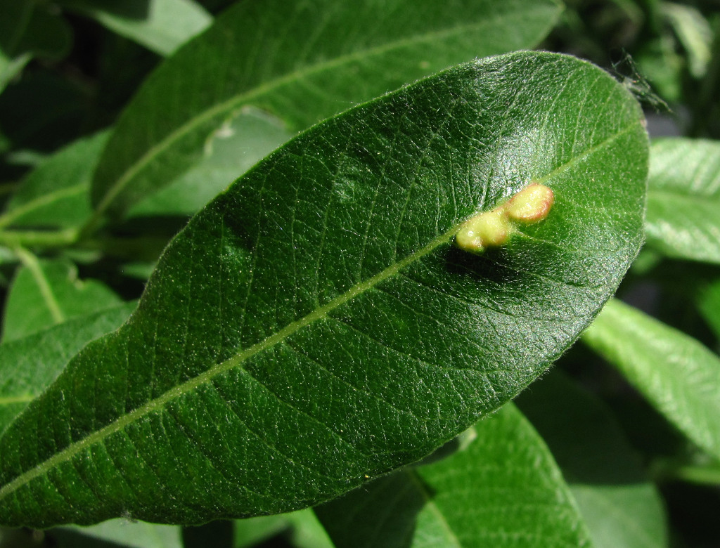 Image of Salix gmelinii specimen.