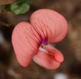 Lathyrus marmoratus