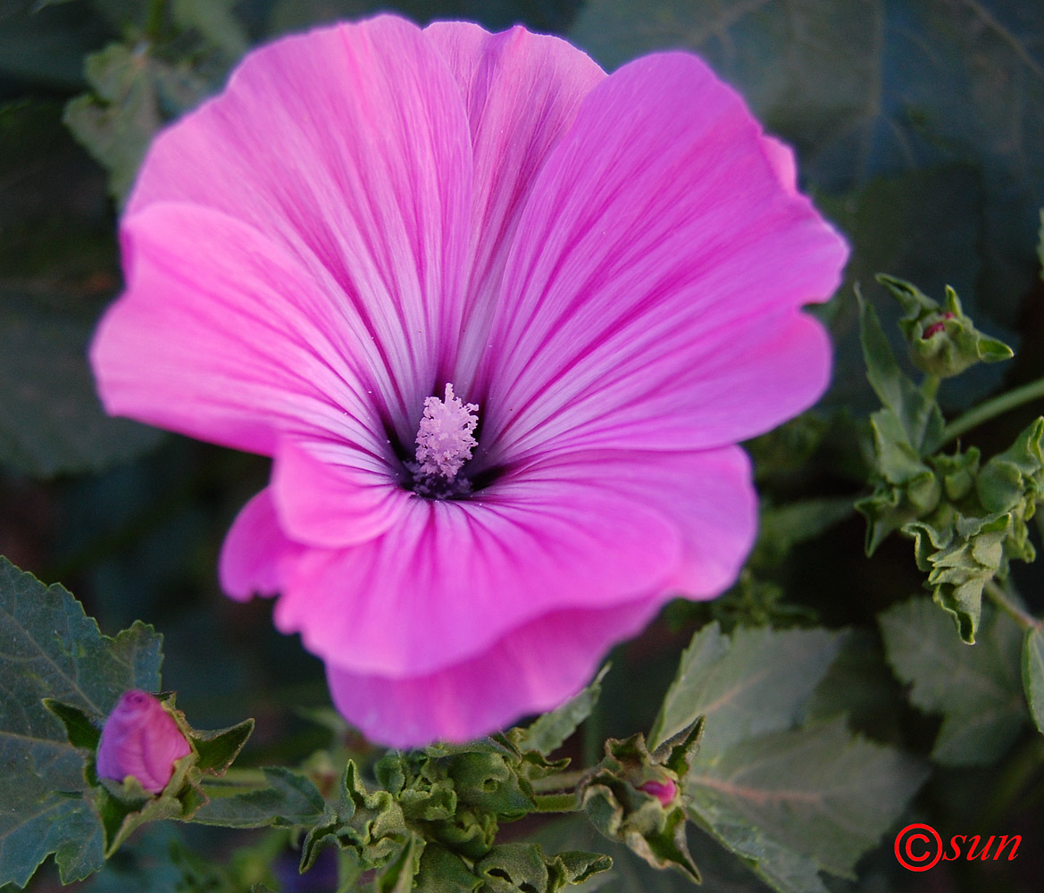 Изображение особи Malva trimestris.