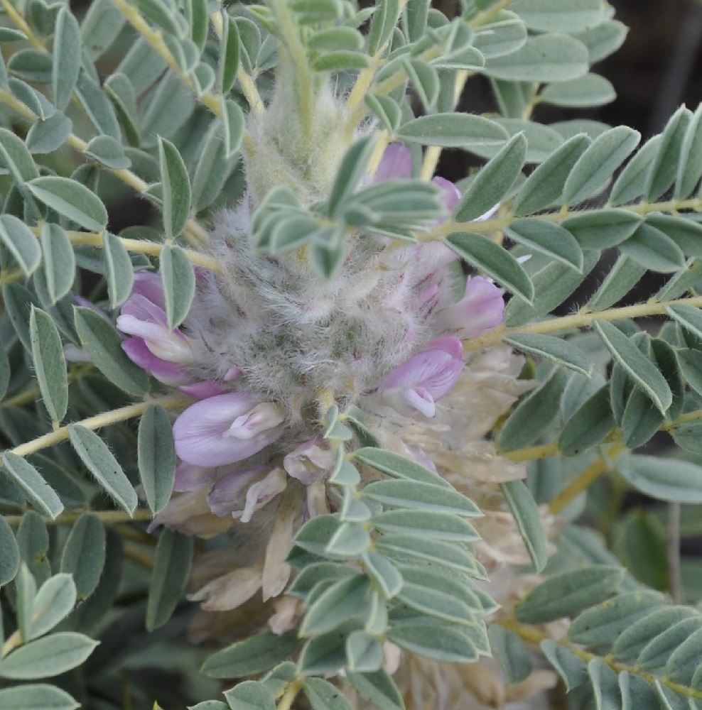 Изображение особи Astragalus thracicus.