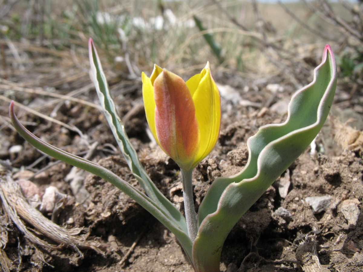 Изображение особи Tulipa iliensis.