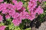 Sedum spurium