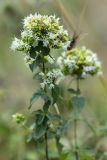 Origanum vulgare subspecies viride. Верхушки растений с соцветиями. Черногория, Которский муниципалитет, окр. г. Котор. 16.07.2014.