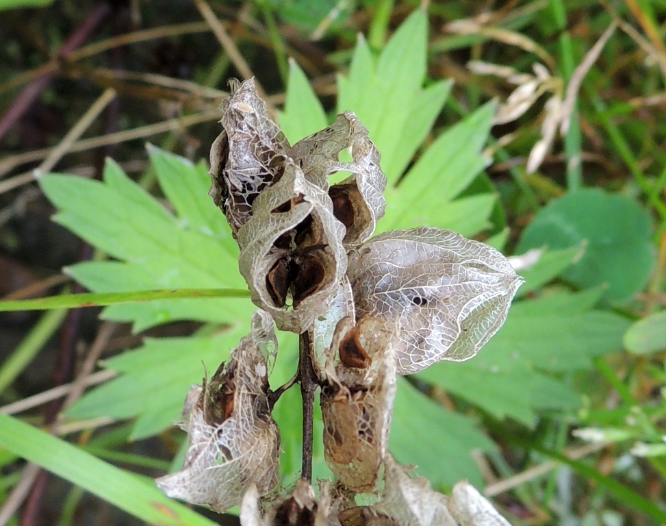 Image of Rhinanthus minor specimen.