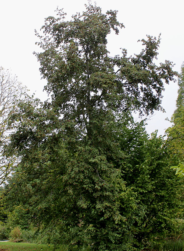 Image of Ostrya carpinifolia specimen.