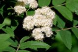 Sorbus aucuparia. Соцветие. Московская обл., г. Железнодорожный. 20.05.2010.