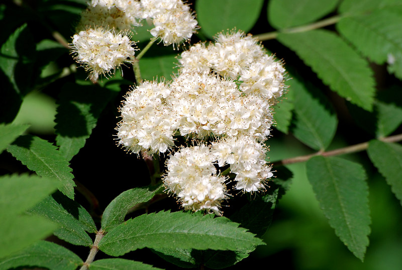 Изображение особи Sorbus aucuparia.