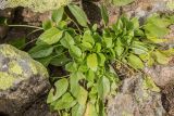 Valeriana alpestris