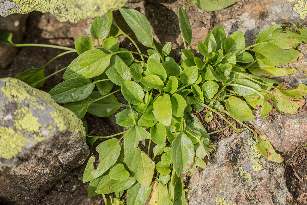 Изображение особи Valeriana alpestris.