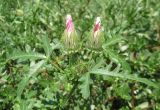 Hibiscus trionum