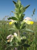 Phlomoides labiosa