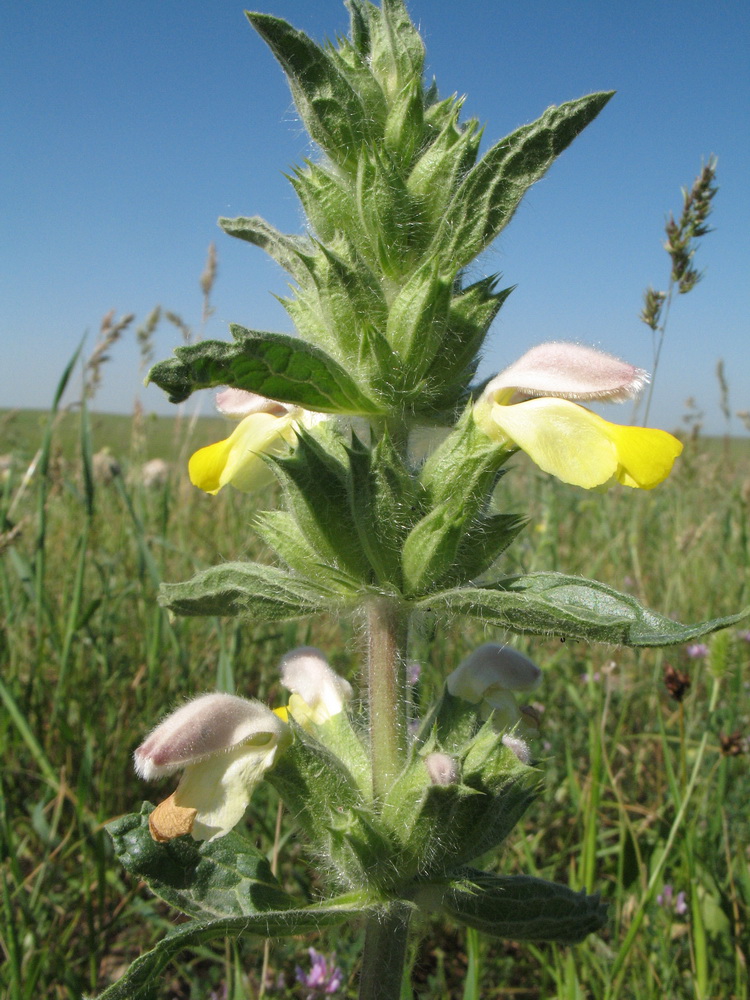 Изображение особи Phlomoides labiosa.