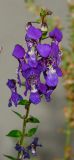 Angelonia angustifolia