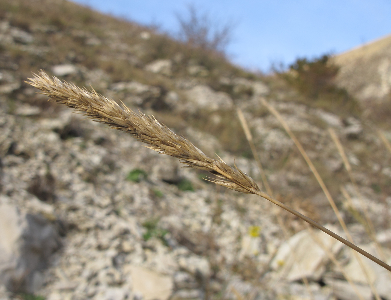 Image of Sesleria alba specimen.