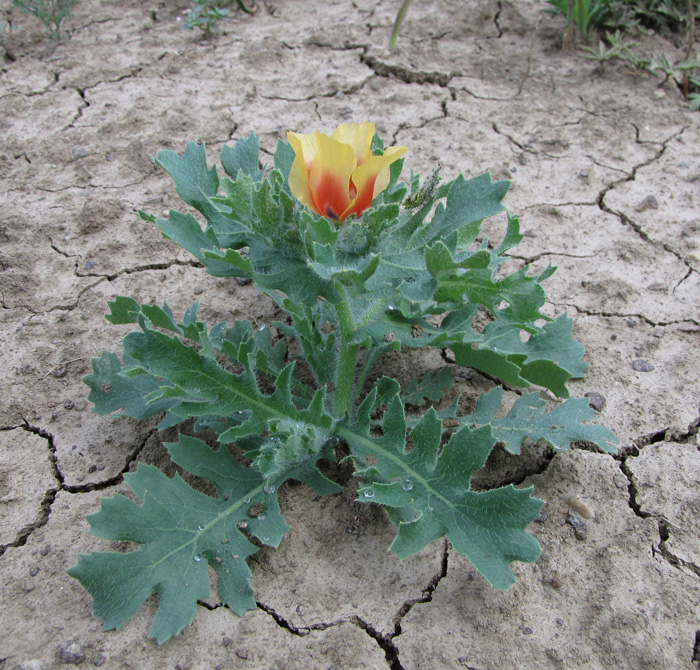 Изображение особи Glaucium corniculatum.