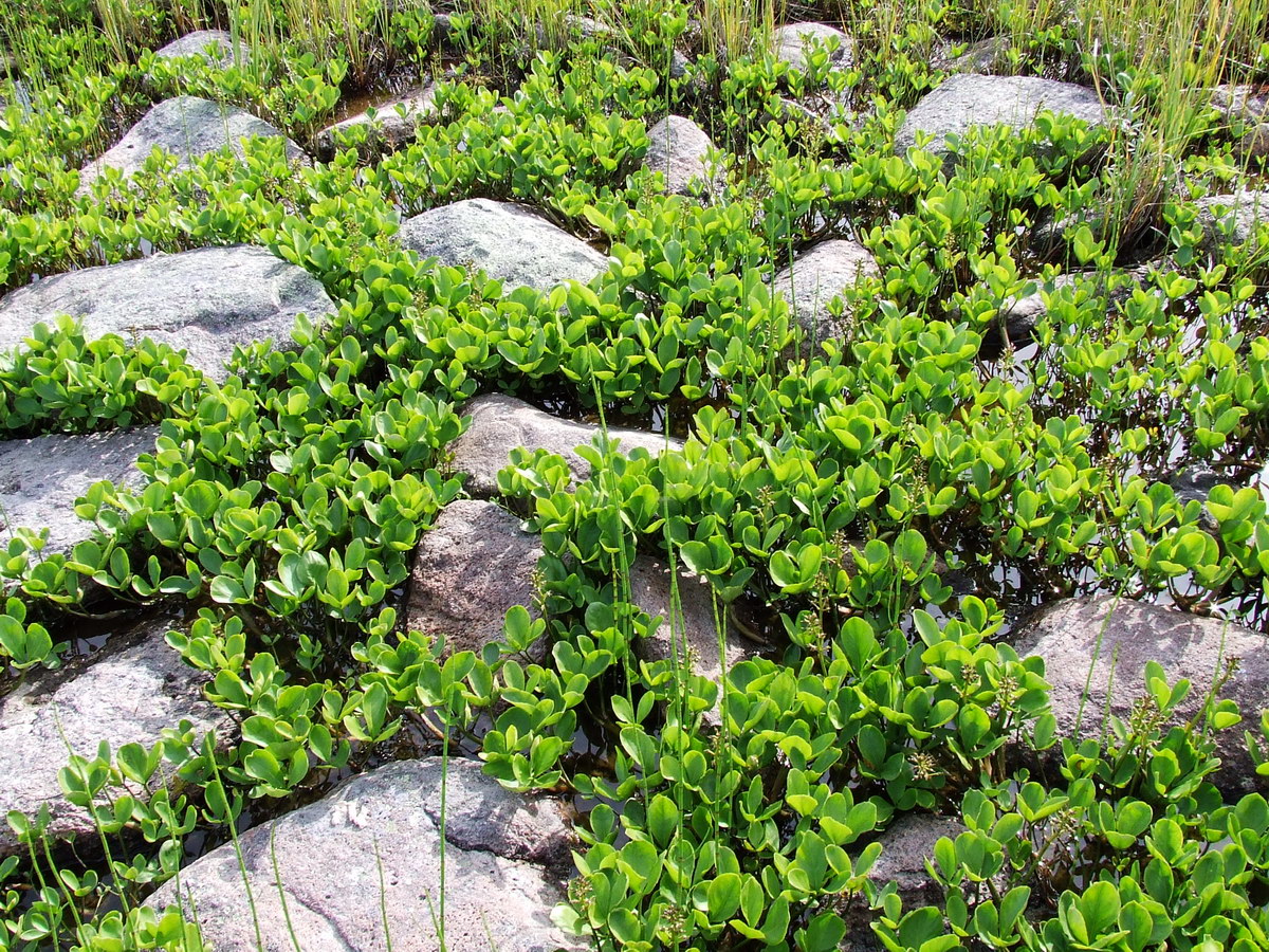 Image of Menyanthes trifoliata specimen.