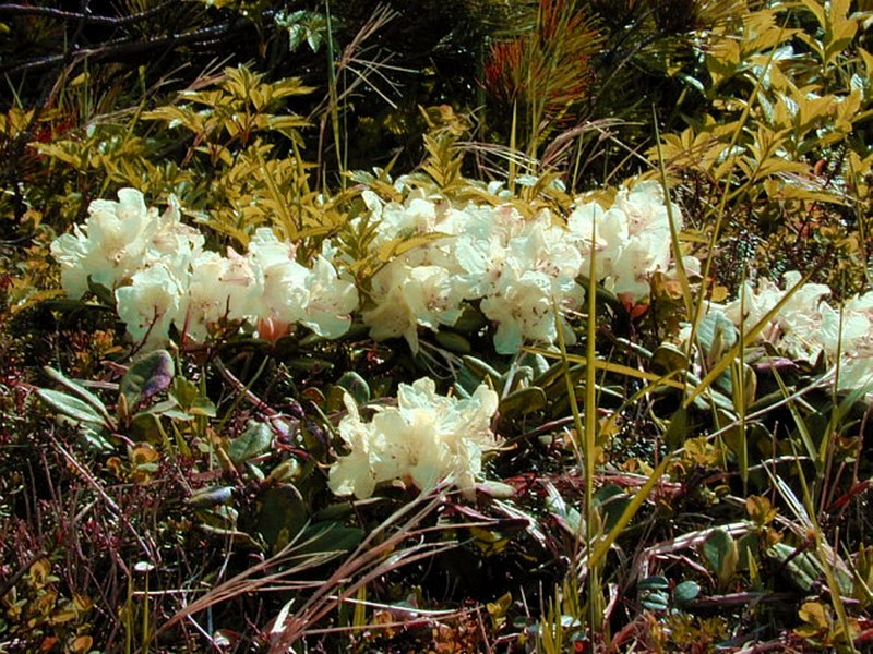 Image of Rhododendron aureum specimen.