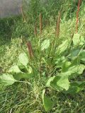 Plantago major. Плодоносящее растение. Кольский п-ов, Восточный Мурман, Дальние Зеленцы, возле крыльца Большого Дома. 31.08.2009.