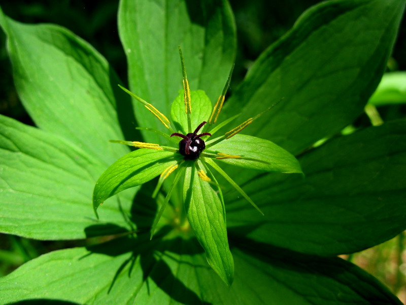 Image of Paris obovata specimen.