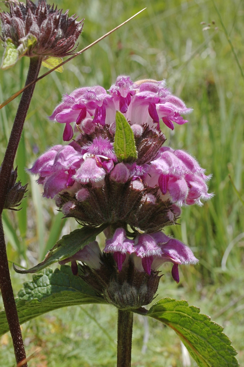 Image of Phlomoides pratensis specimen.