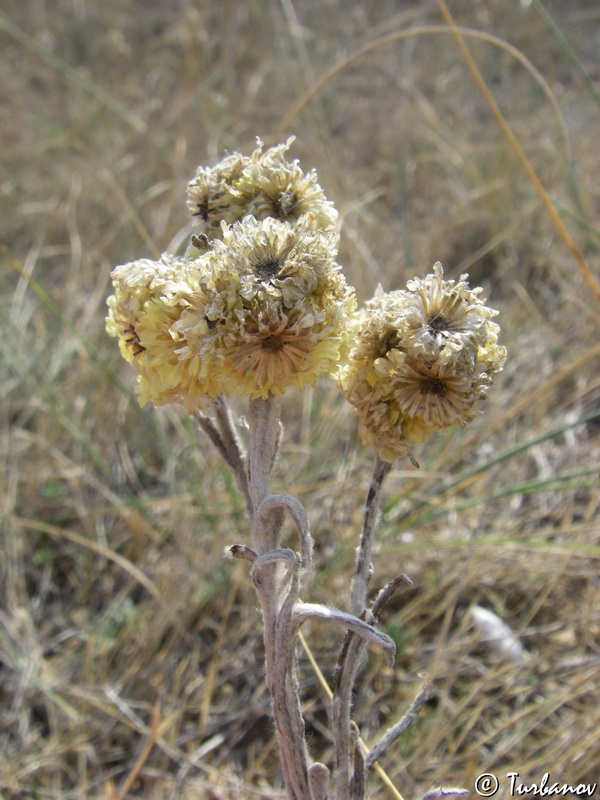 Изображение особи Helichrysum arenarium.