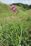 Gladiolus imbricatus