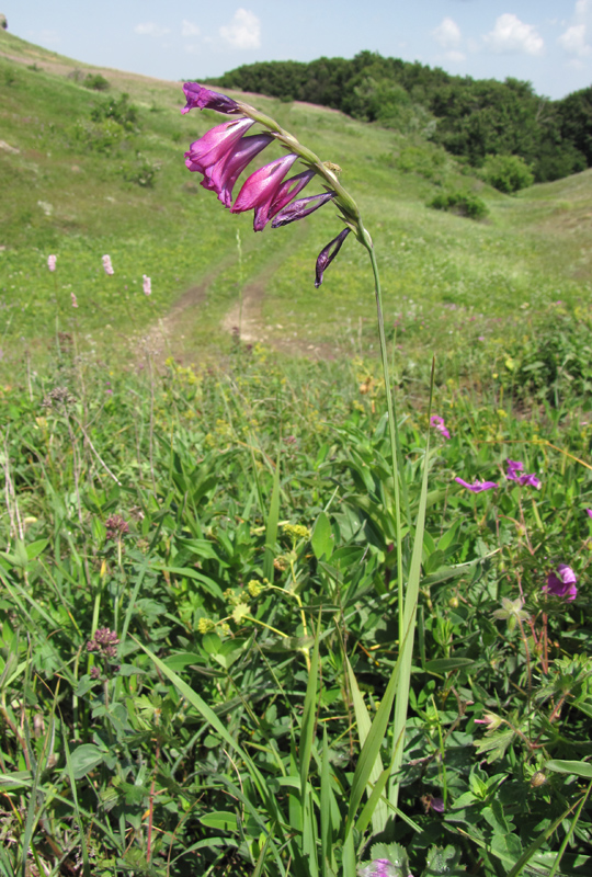 Изображение особи Gladiolus imbricatus.