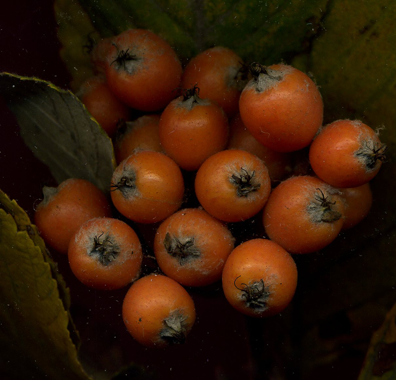 Изображение особи Sorbus aria.