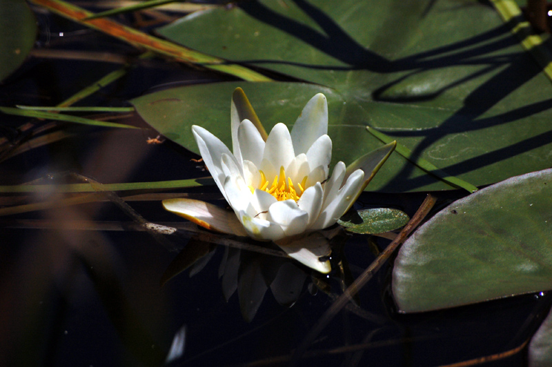 Изображение особи Nymphaea candida.