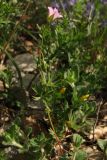 Geranium columbinum